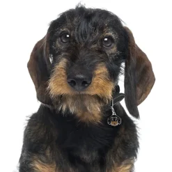 My Family | Hundetegn Ruhåret gravhund