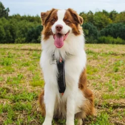 Non-Stop Dogwear Line Harness 5.0 | OUTLET