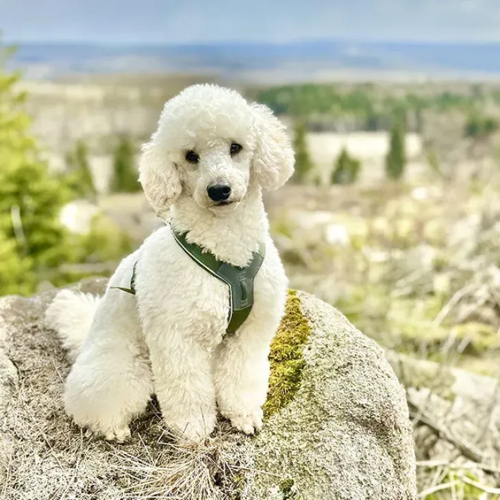 Non-Stop Dogwear Line Harness 5.0 | OUTLET