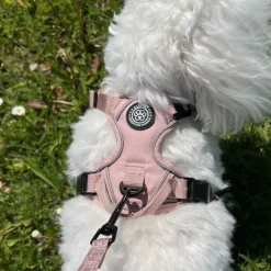 Ollipet For Wagging Tails | Adventure Hundesele 2.0
