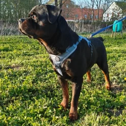 Ollipet For Wagging Tails | Adventure Hundesele 2.0
