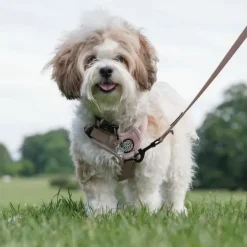 Ollipet For Wagging Tails | Airflex hundesele