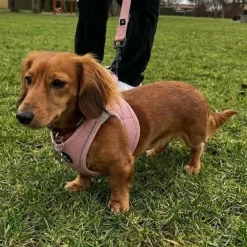 Ollipet For Wagging Tails | Step in Sele