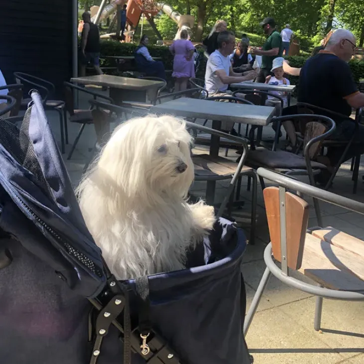 Ollipet Hundeklapvogn Venezia