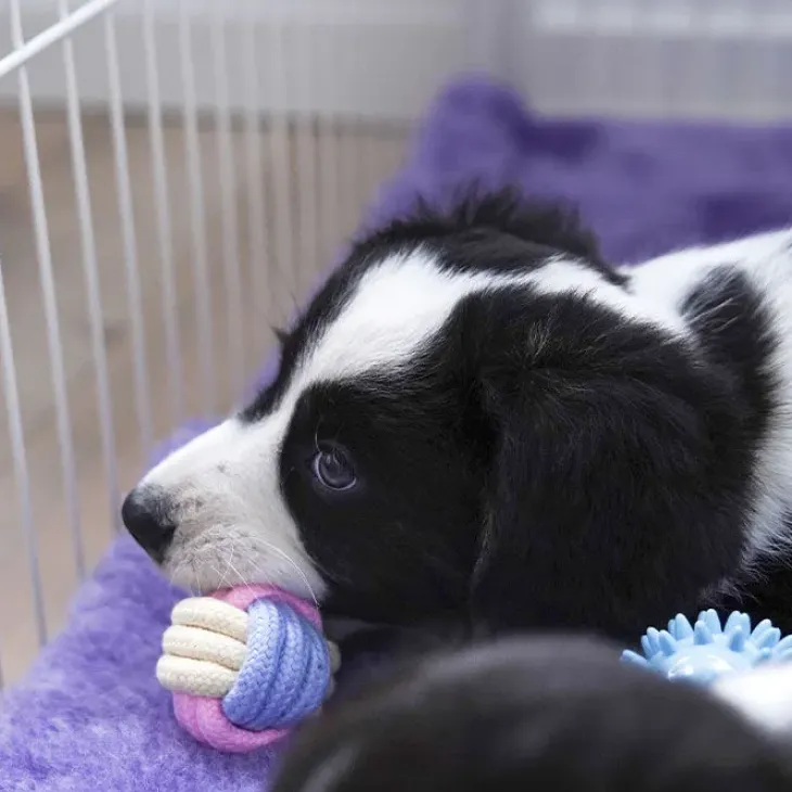 Ollipet Macaron chew rope ball