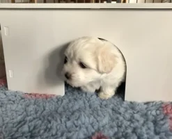 Ollipet Puppy Home | OUTLET