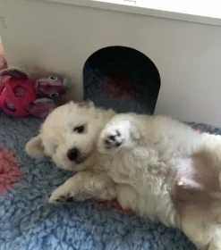 Ollipet Puppy Home | OUTLET