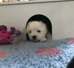 Ollipet Puppy Home | OUTLET