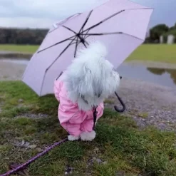 Ollipet regndragt til hunde | Color Collection | OUTLET