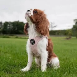 Ollipet Teddy Step-in hundesele | Lyserød