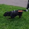 Ollipet VI TRÆNER Mærkat