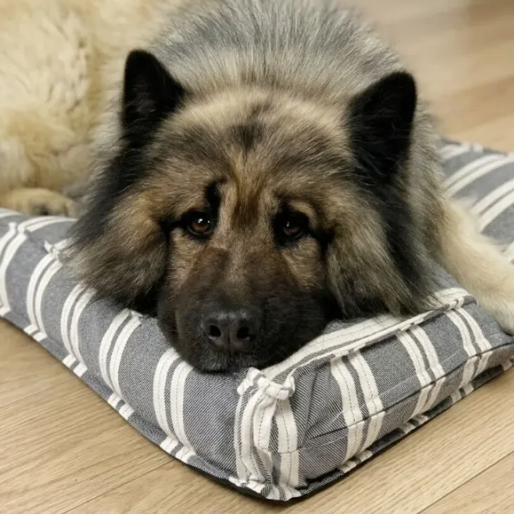 Ozami stribet Hundemadras