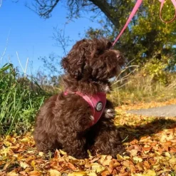 Pakketilbud | Ollipet For Wagging tails sele og snor