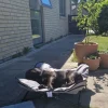 Trixie Campingseng til hunde