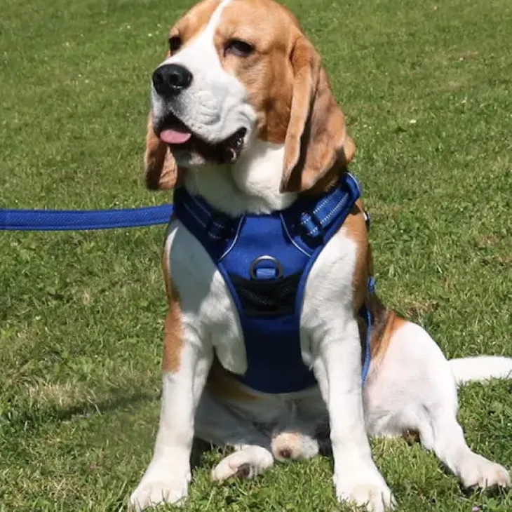 TrueLove Explosion Proof | LUKSUS Hundesele
